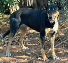 ZOE, Hund, Mischlingshund in Spanien - Bild 6