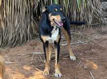ZOE, Hund, Mischlingshund in Spanien - Bild 7