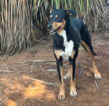 ZOE, Hund, Mischlingshund in Spanien - Bild 8