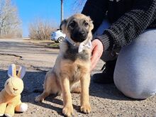OTIS, Hund, Mischlingshund in Ungarn