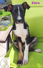 KLARA, Hund, Mischlingshund in Dasing - Bild 1