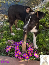 KLARA, Hund, Mischlingshund in Dasing - Bild 2