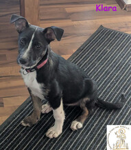 KLARA, Hund, Mischlingshund in Dasing - Bild 3
