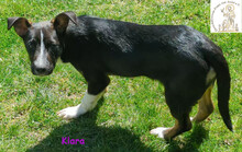 KLARA, Hund, Mischlingshund in Dasing - Bild 4