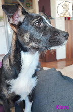 KLARA, Hund, Mischlingshund in Dasing - Bild 5