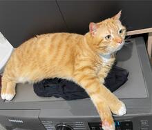 PROFESSORKARL, Katze, Europäisch Kurzhaar in Hürth - Bild 5