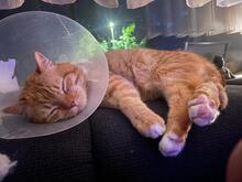 PROFESSORKARL, Katze, Europäisch Kurzhaar in Hürth - Bild 6
