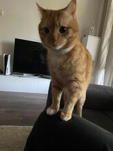 PROFESSORKARL, Katze, Europäisch Kurzhaar in Hürth - Bild 7