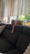 PROFESSORKARL, Katze, Europäisch Kurzhaar in Hürth - Bild 8