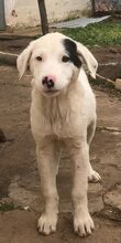 CORNELIA, Hund, Mischlingshund in Griechenland - Bild 11