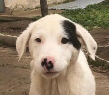 CORNELIA, Hund, Mischlingshund in Griechenland - Bild 12