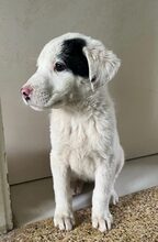 CORNELIA, Hund, Mischlingshund in Griechenland - Bild 15