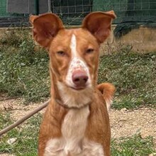 SOFIA, Hund, Podenco in Kulmbach - Bild 1