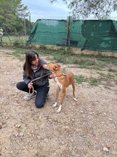 SOFIA, Hund, Podenco in Kulmbach - Bild 10