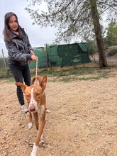 SOFIA, Hund, Podenco in Kulmbach - Bild 3