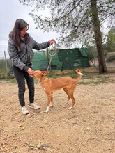 SOFIA, Hund, Podenco in Kulmbach - Bild 4