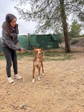 SOFIA, Hund, Podenco in Kulmbach - Bild 5