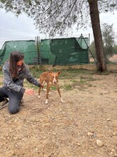 SOFIA, Hund, Podenco in Kulmbach - Bild 8