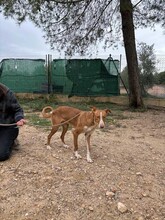 SOFIA, Hund, Podenco in Kulmbach - Bild 9