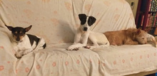 SOL, Hund, Mischlingshund in Spanien - Bild 10