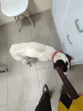 SOL, Hund, Mischlingshund in Spanien - Bild 11