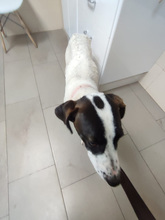 SOL, Hund, Mischlingshund in Spanien - Bild 13