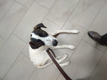 SOL, Hund, Mischlingshund in Spanien - Bild 14