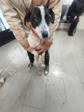 SOL, Hund, Mischlingshund in Spanien - Bild 15