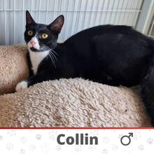 COLLIN, Katze, Europäisch Kurzhaar in Langenhagen - Bild 1