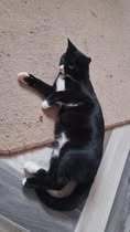 COLLIN, Katze, Europäisch Kurzhaar in Langenhagen - Bild 10