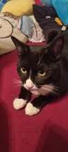 COLLIN, Katze, Europäisch Kurzhaar in Langenhagen - Bild 11