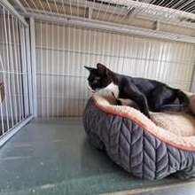 COLLIN, Katze, Europäisch Kurzhaar in Langenhagen - Bild 12