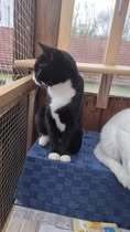COLLIN, Katze, Europäisch Kurzhaar in Langenhagen - Bild 13
