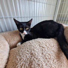 COLLIN, Katze, Europäisch Kurzhaar in Langenhagen - Bild 2