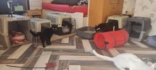 COLLIN, Katze, Europäisch Kurzhaar in Langenhagen - Bild 4