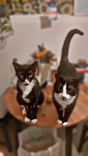 COLLIN, Katze, Europäisch Kurzhaar in Langenhagen - Bild 5
