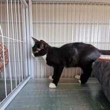 COLLIN, Katze, Europäisch Kurzhaar in Langenhagen - Bild 6