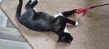 COLLIN, Katze, Europäisch Kurzhaar in Langenhagen - Bild 7