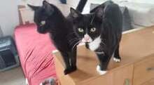 COLLIN, Katze, Europäisch Kurzhaar in Langenhagen - Bild 8