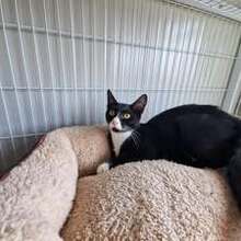 COLLIN, Katze, Europäisch Kurzhaar in Langenhagen - Bild 9