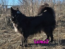 LAIMA2, Hund, Border Collie-Mix in Russische Föderation - Bild 24