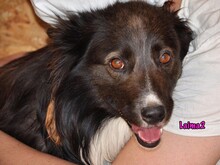 LAIMA2, Hund, Border Collie-Mix in Russische Föderation - Bild 25