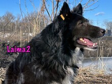 LAIMA2, Hund, Border Collie-Mix in Russische Föderation - Bild 26