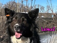 LAIMA2, Hund, Border Collie-Mix in Russische Föderation - Bild 27