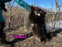 LAIMA2, Hund, Border Collie-Mix in Russische Föderation - Bild 28