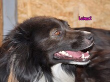 LAIMA2, Hund, Border Collie-Mix in Russische Föderation - Bild 29