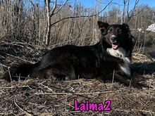 LAIMA2, Hund, Border Collie-Mix in Russische Föderation - Bild 30
