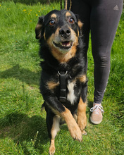 FLORIAN, Hund, Mischlingshund in Kroatien - Bild 10