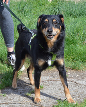 FLORIAN, Hund, Mischlingshund in Kroatien - Bild 11