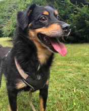 FLORIAN, Hund, Mischlingshund in Kroatien - Bild 12